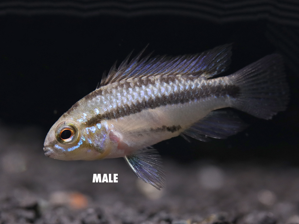 Redfin Three-Striped Dwarf Cichlid (Apistogramma trifasciata) - TANK-BRED!!!