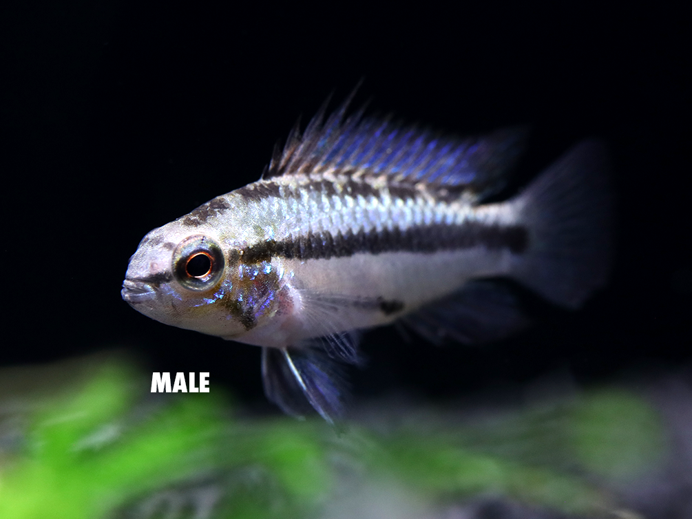 Redfin Three-Striped Dwarf Cichlid (Apistogramma trifasciata) - TANK-BRED!!!