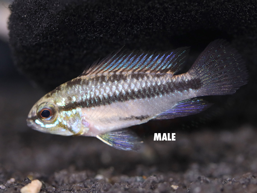 Redfin Three-Striped Dwarf Cichlid (Apistogramma trifasciata) - TANK-BRED!!!