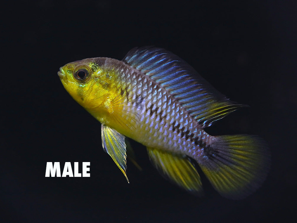 Umbrella Borelli Dwarf Cichlid (Apistogramma borelli) - Tank-Bred!