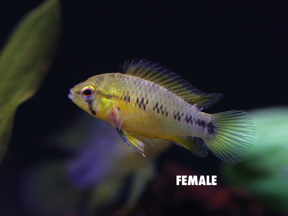 Umbrella Borelli Dwarf Cichlid (Apistogramma borelli) - Tank-Bred!