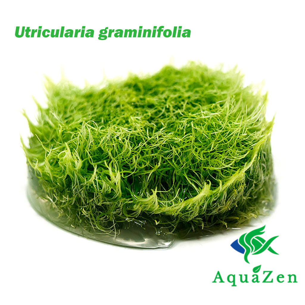 Growing Tips for Utricularia graminifolia