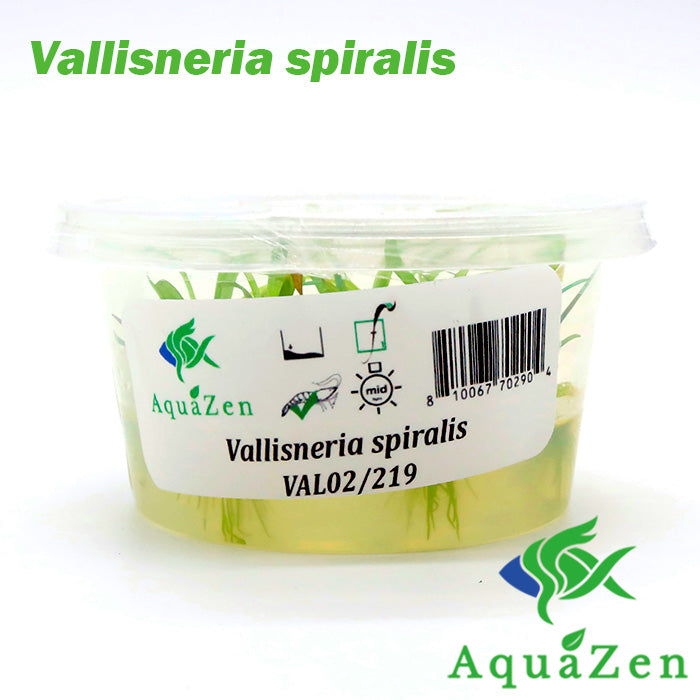 Vallisneria spiralis - Tissue Culture