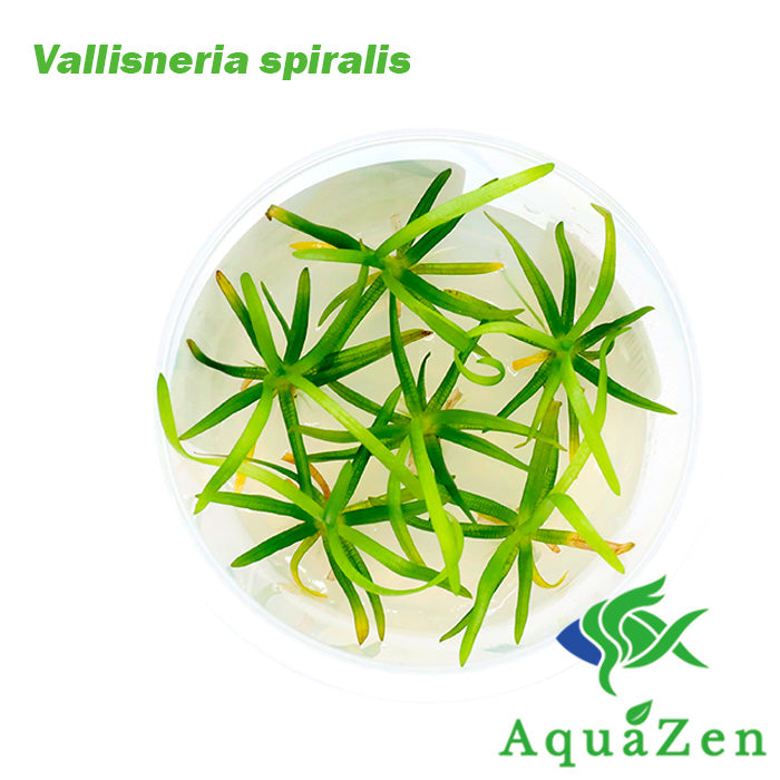 Vallisneria spiralis - Tissue Culture