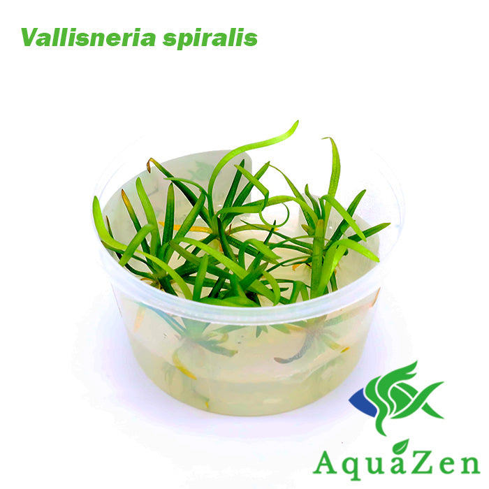 Vallisneria spiralis - Tissue Culture