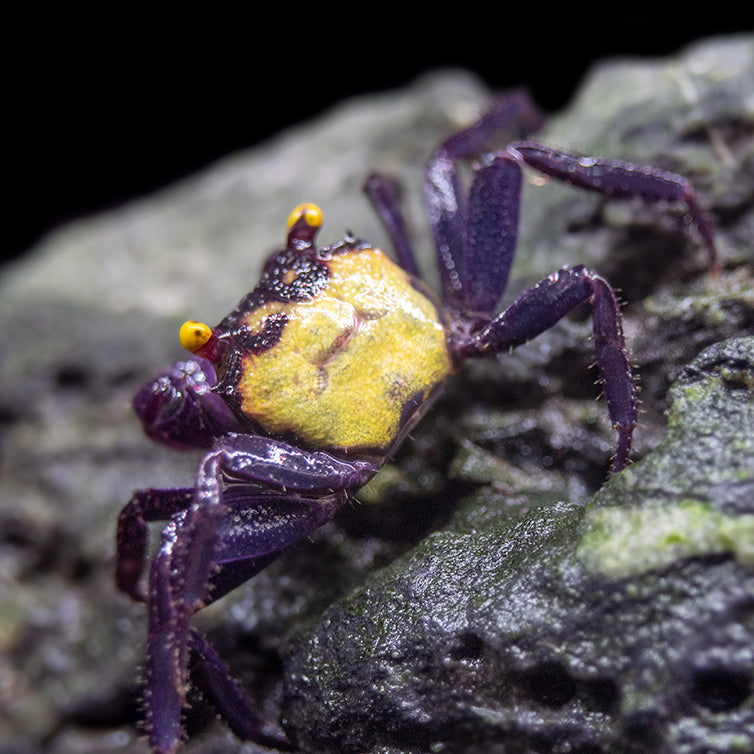 Vampire Crab (Geosesarma dennerle)