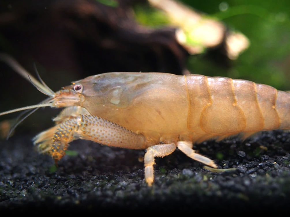 Vampire AKA Viper Shrimp (Atya gabonensis)