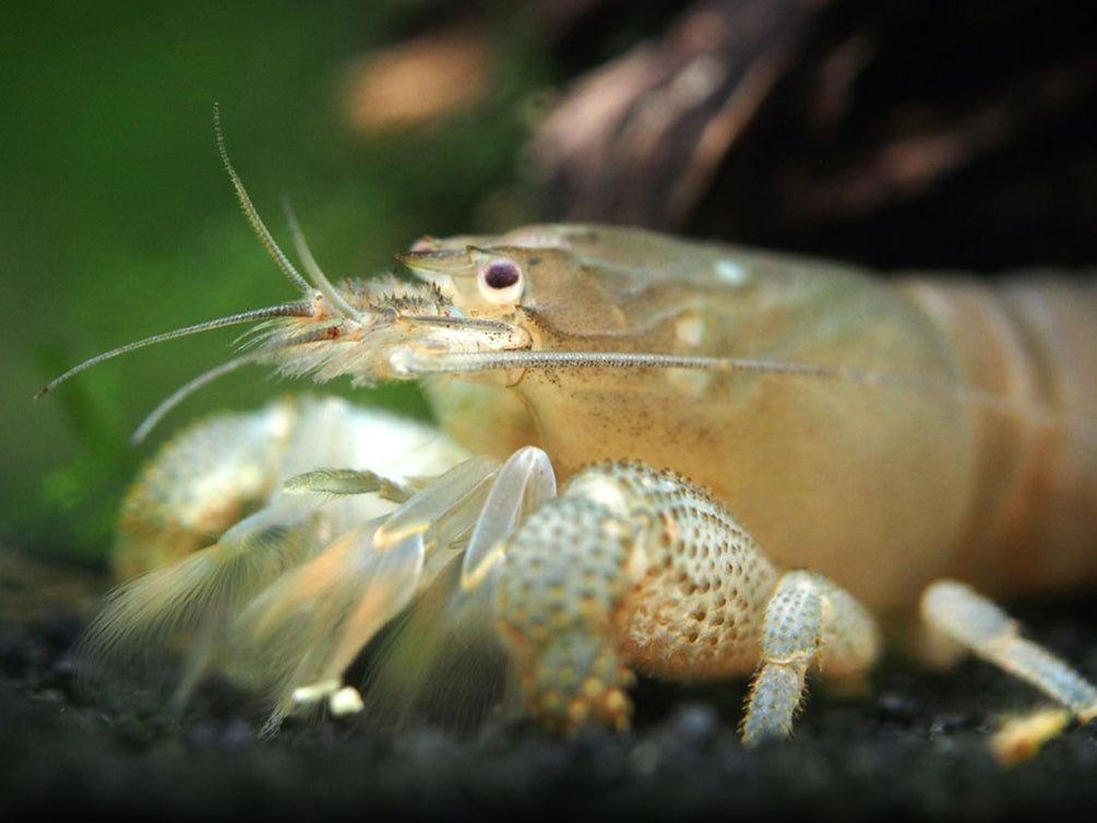 Vampire AKA Viper Shrimp (Atya gabonensis)