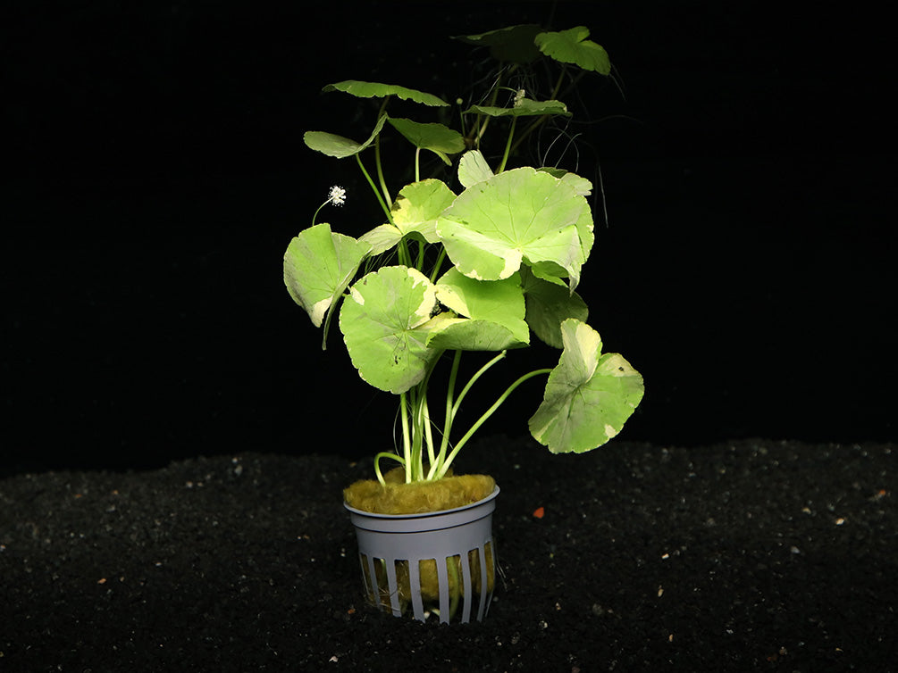 Variegated Pennywort (Hydrocotyle leucocephala "Variegated")