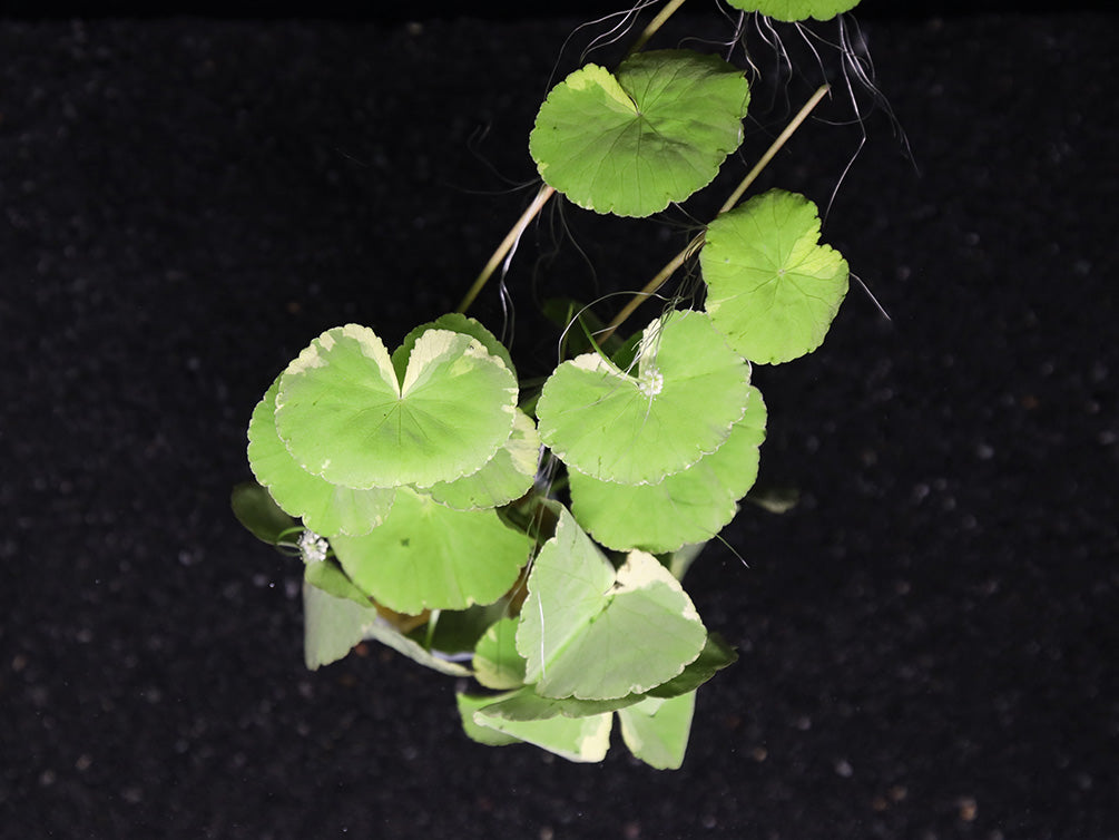 Variegated Pennywort (Hydrocotyle leucocephala "Variegated")