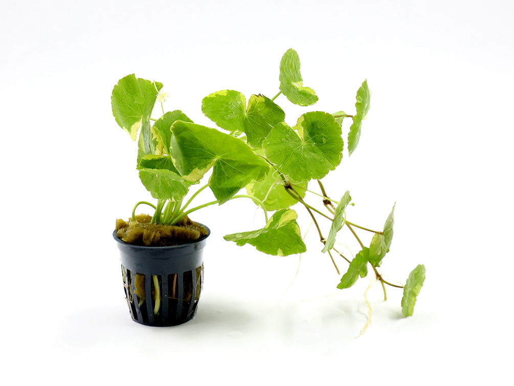 Variegated Pennywort (Hydrocotyle leucocephala "Variegated") - Thumbnail 2