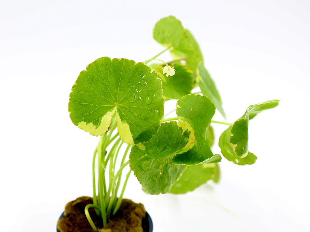 Variegated Pennywort (Hydrocotyle leucocephala "Variegated")