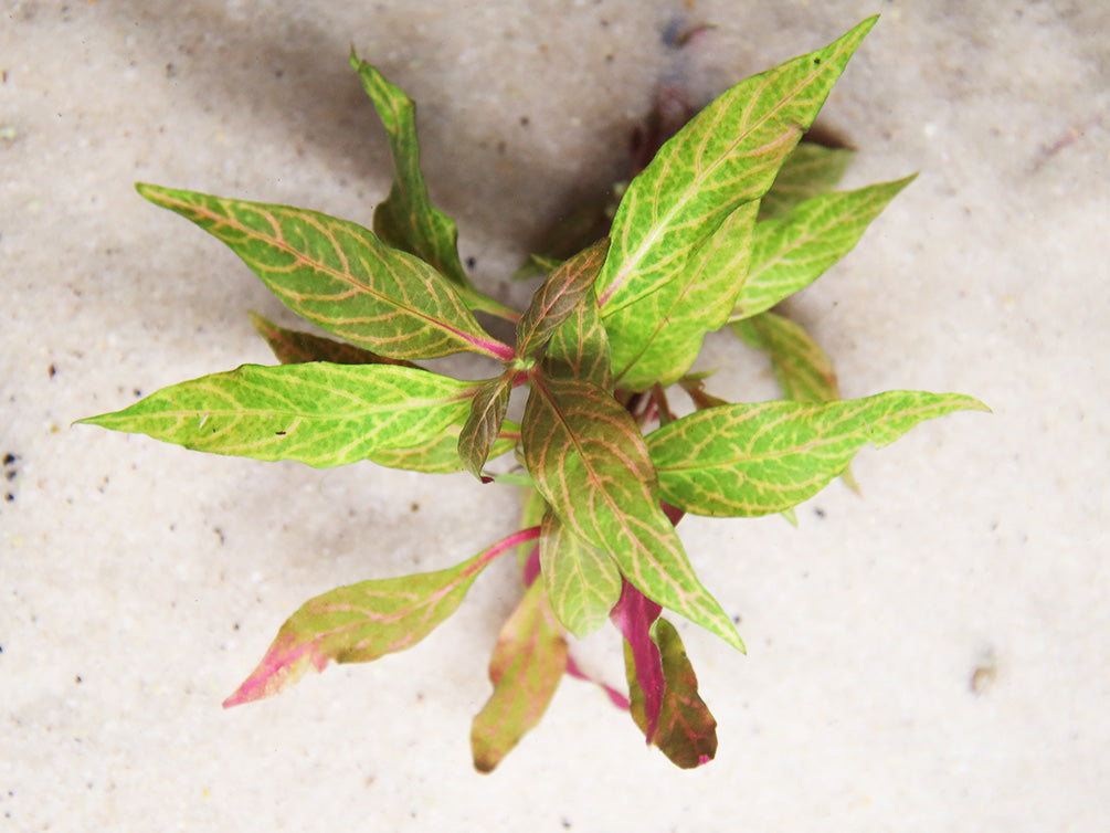 Alternanthera Reineckii Rosanervig (Alternanthera Reineckii "Rosanervig") Bunch