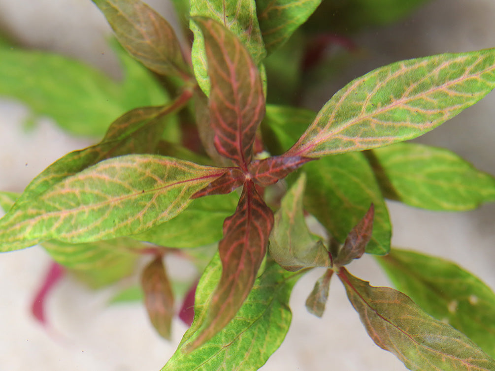 Alternanthera Reineckii Rosanervig (Alternanthera Reineckii "Rosanervig") Bunch