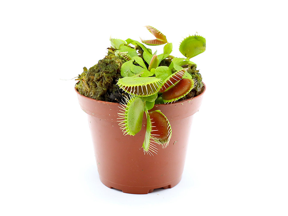 plant traps indoor Venus Fly Trap (Dionaea muscipula)