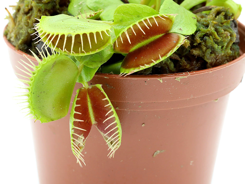 Venus Fly Trap (Dionaea muscipula) - Potted Carnivorous Plant