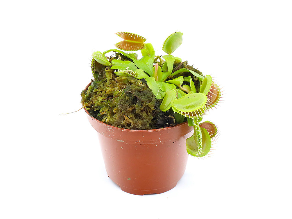 Venus Fly Trap (Dionaea muscipula) - Potted Carnivorous Plant