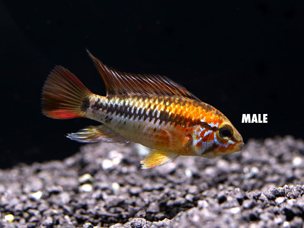 Viejita Dwarf Cichlid (Apistogramma viejita) - Tank Bred!