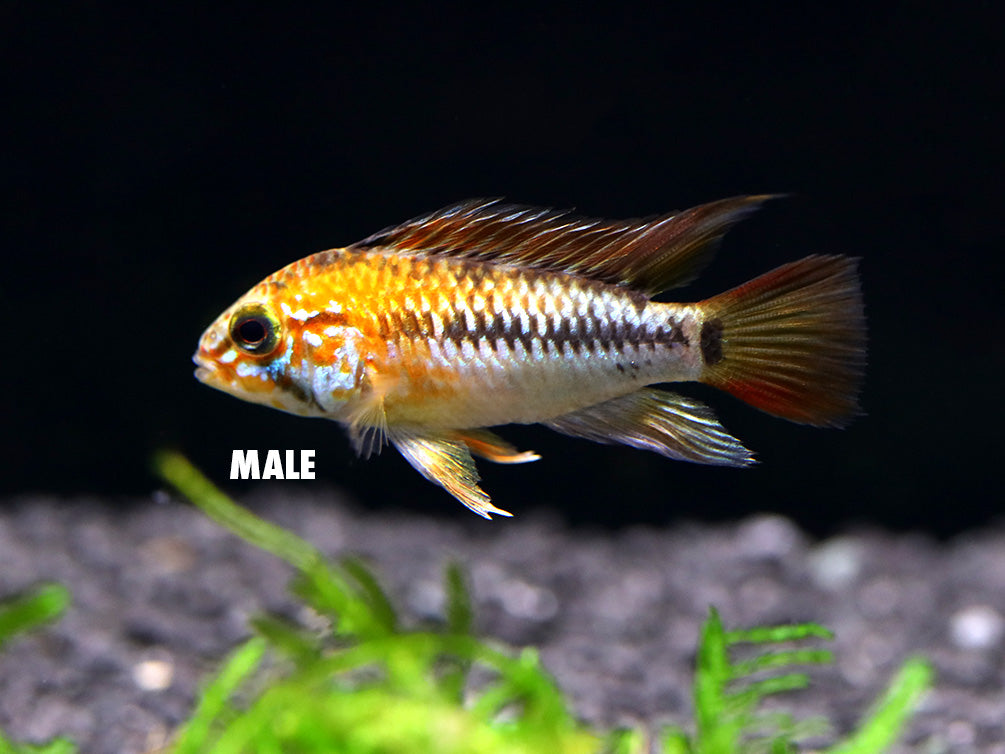 Viejita Dwarf Cichlid (Apistogramma viejita) - Tank Bred!