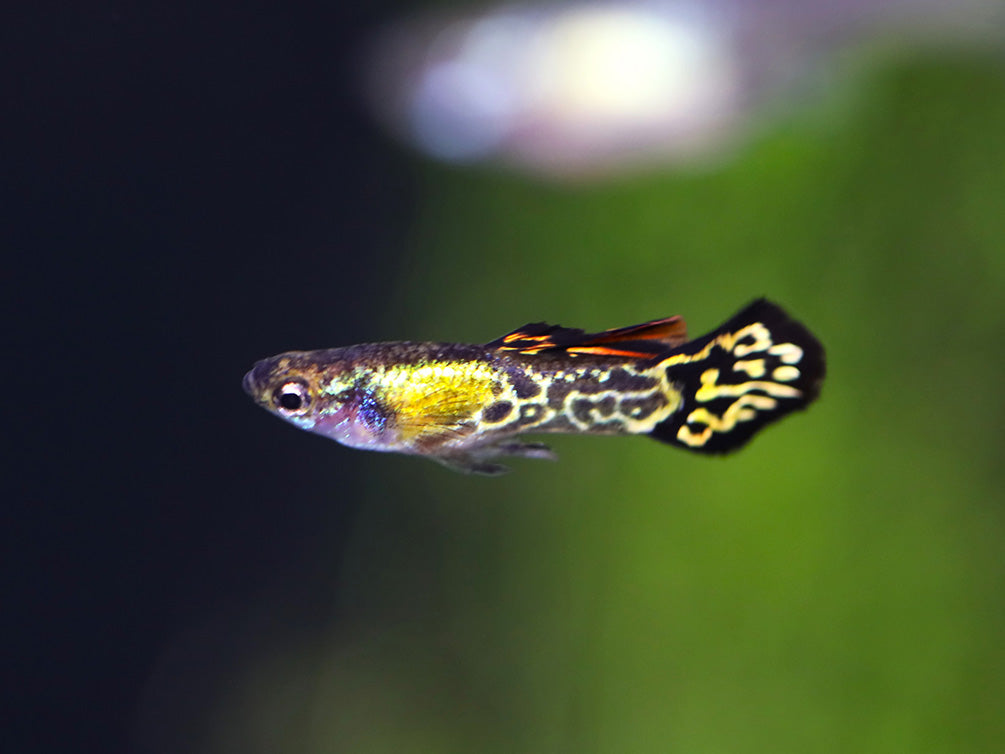 Vienna Guppy (Poecilia reticulata) - Tank Bred