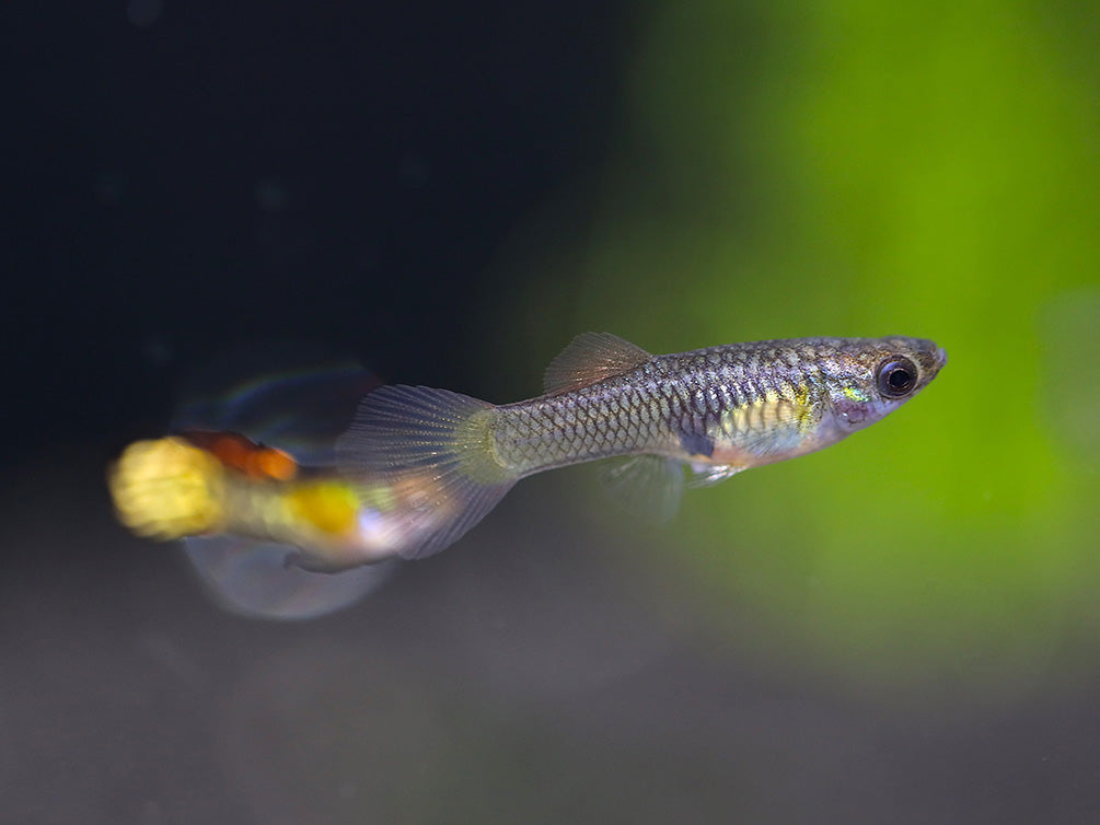 Vienna Guppy (Poecilia reticulata) - Tank Bred