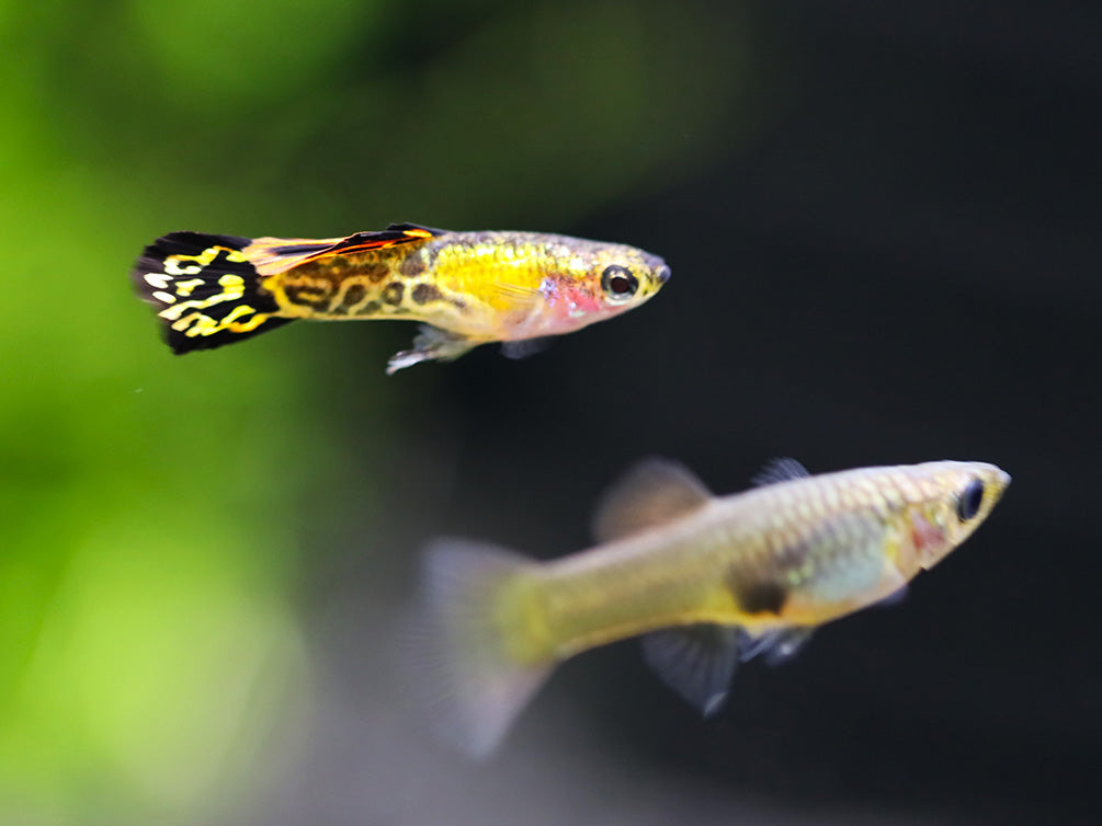 Vienna Guppy (Poecilia reticulata) - Tank Bred