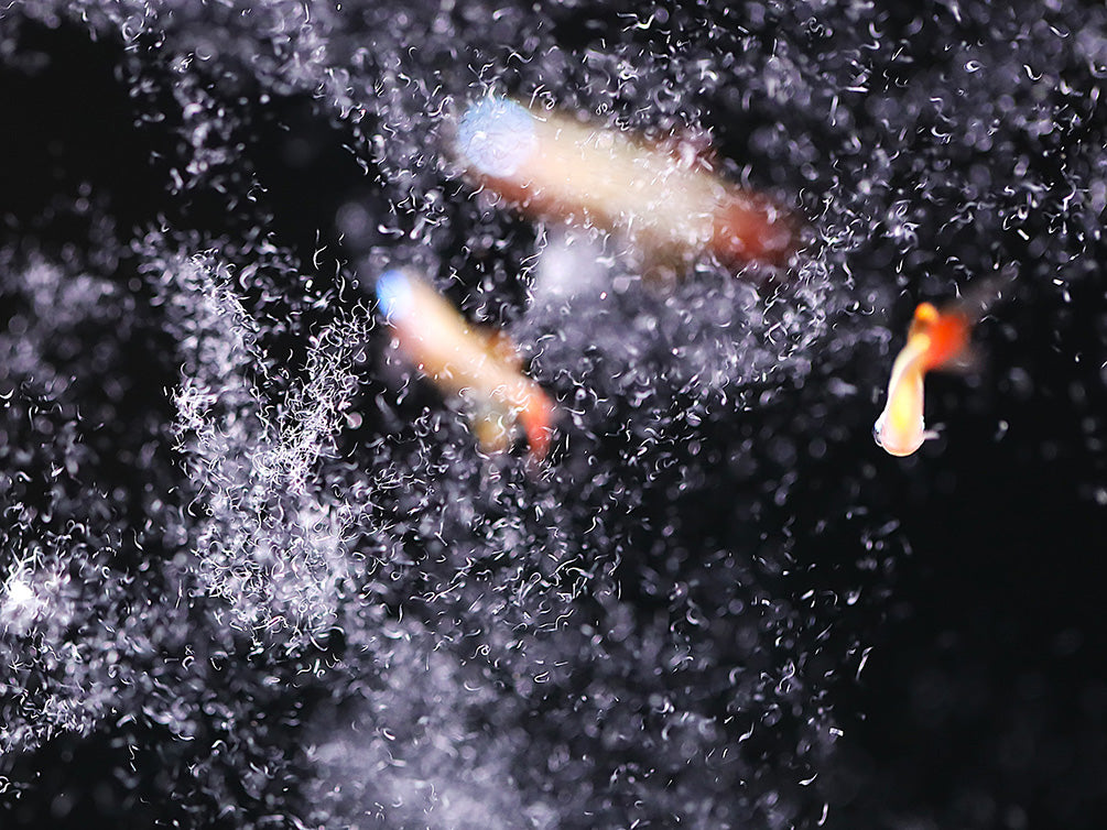 Vinegar Eels Starter Culture – Live Food