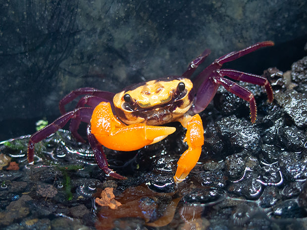 Purple Volcano Borneo Crab (Lepidothelphusa sp. &