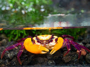 Purple Volcano Borneo Crab (Lepidothelphusa sp. ' Purple Volcano Borneo' )