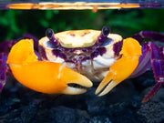 Purple Volcano Borneo Crab (Lepidothelphusa sp. ' Purple Volcano Borneo' )