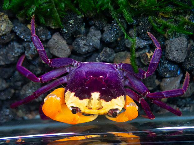 Purple Volcano Borneo Crab (Lepidothelphusa sp. &