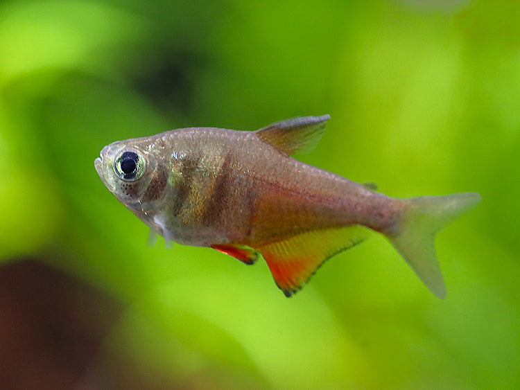 Close-up of a Von Rio Tetras (Hyphessobrycon flammeus) with developing orange and bronze coloration in a freshwater aquarium.