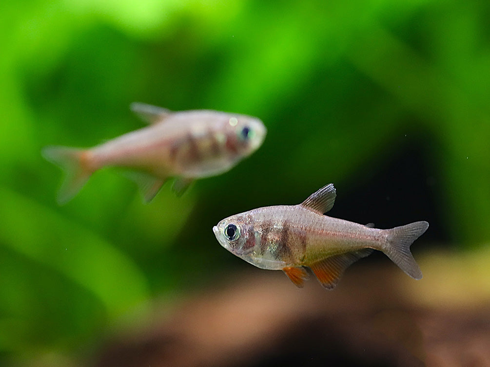 Close-up of several Von Rio Tetras (Hyphessobrycon flammeus) with developing orange and bronze coloration in a freshwater aquarium.