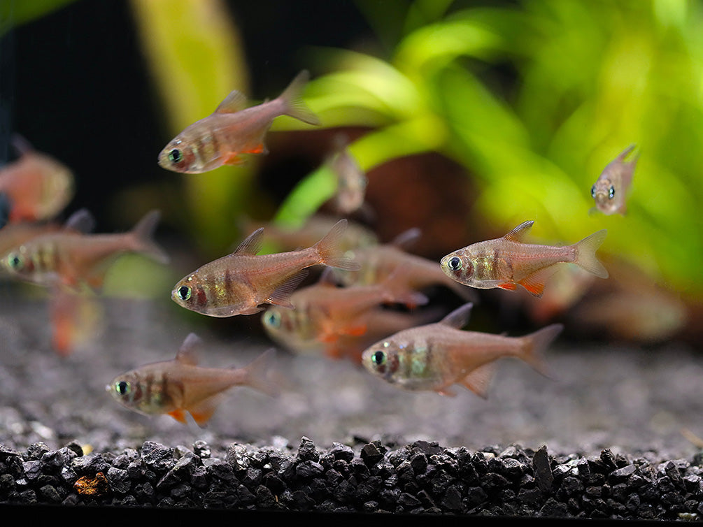 School of Von Rio Tetras (Hyphessobrycon flammeus) displaying warm bronze and orange coloration in a planted community aquarium.