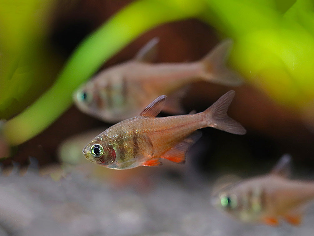 Von Rio Tetra (Hyphessobrycon flammeus) – Tank Bred - School of 3