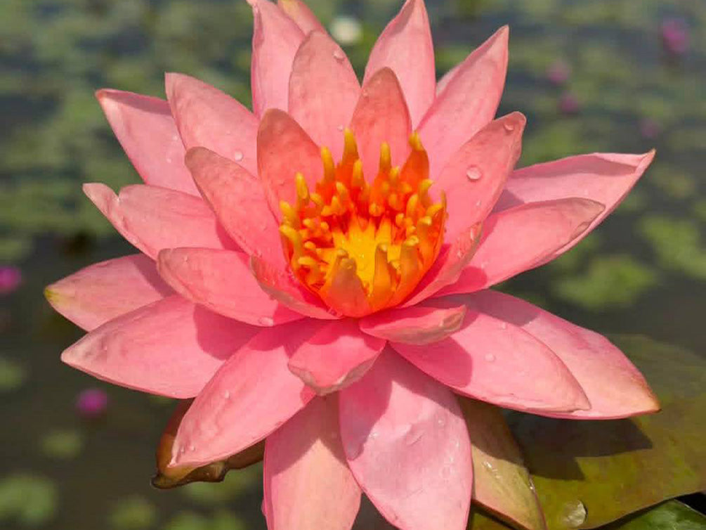 Aquatic Arts Assorted Hardy Water Lily 3-Pack – Live Tubers for Ponds