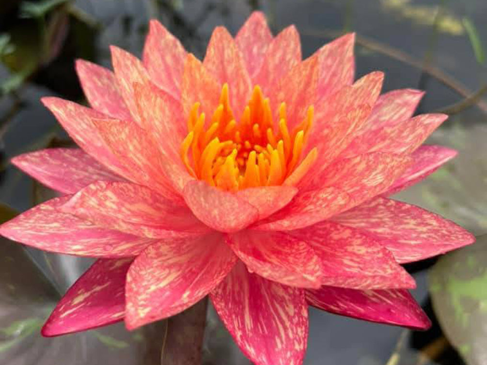 Aquatic Arts Assorted Hardy Water Lily 3-Pack – Live Tubers for Ponds