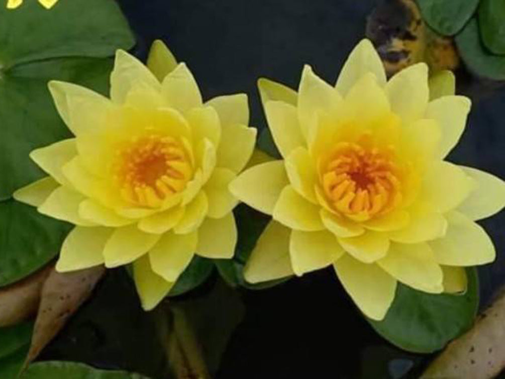 Aquatic Arts Assorted Hardy Water Lily 3-Pack – Live Tubers for Ponds