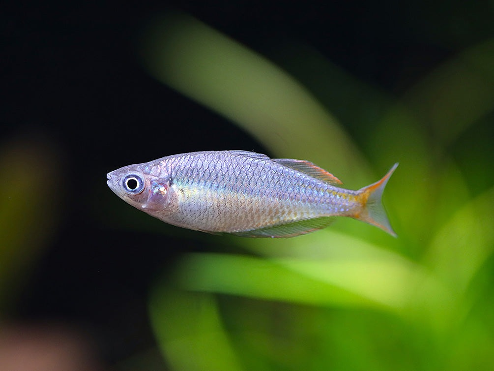 Wapoga Red Laser Rainbowfish (Melanotaenia rubrivittata) - Tank Bred - School of 3
