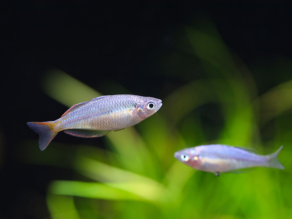 Wapoga Red Laser Rainbowfish (Melanotaenia rubrivittata) - Tank Bred
