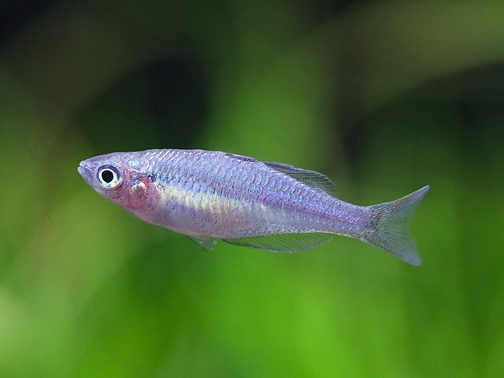 Wapoga Red Laser Rainbowfish (Melanotaenia rubrivittata) - Tank Bred