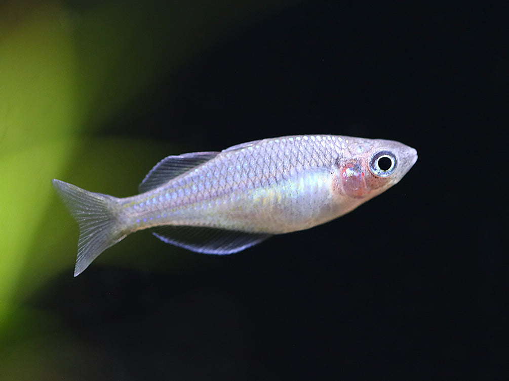 Wapoga Red Laser Rainbowfish (Melanotaenia rubrivittata) - Tank Bred