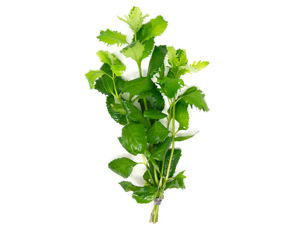 Aquatic Arts Plants BOGO Deals and Value Buys