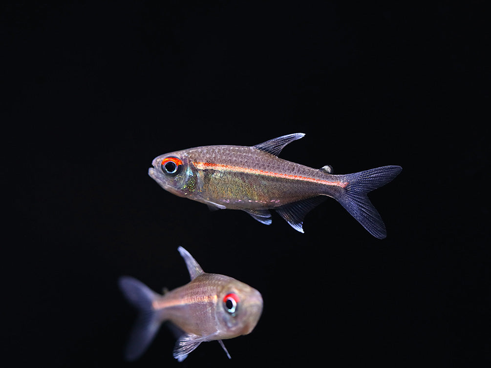 Watermelon Tetra (Hyphessobrycon sp. “Coerulean”) – Brazil