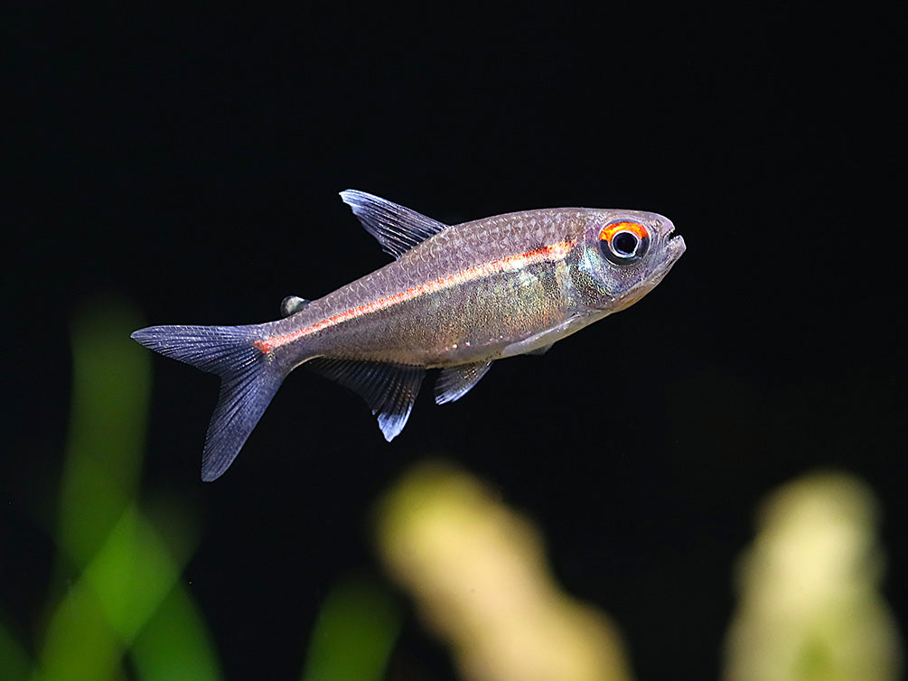 Watermelon Tetra (Hyphessobrycon sp. “Coerulean”) – Brazil