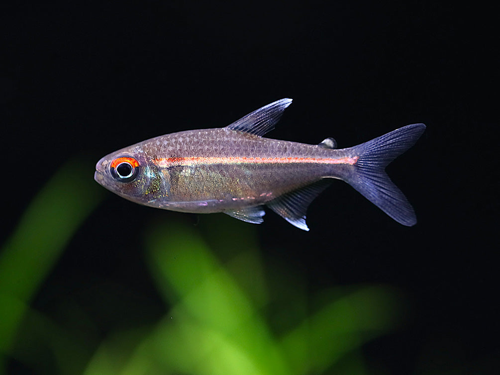 Watermelon Tetra (Hyphessobrycon sp. “Coerulean”) – Brazil