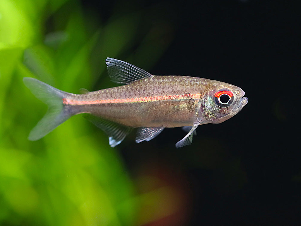 Watermelon Tetra (Hyphessobrycon sp. “Coerulean”) – Brazil