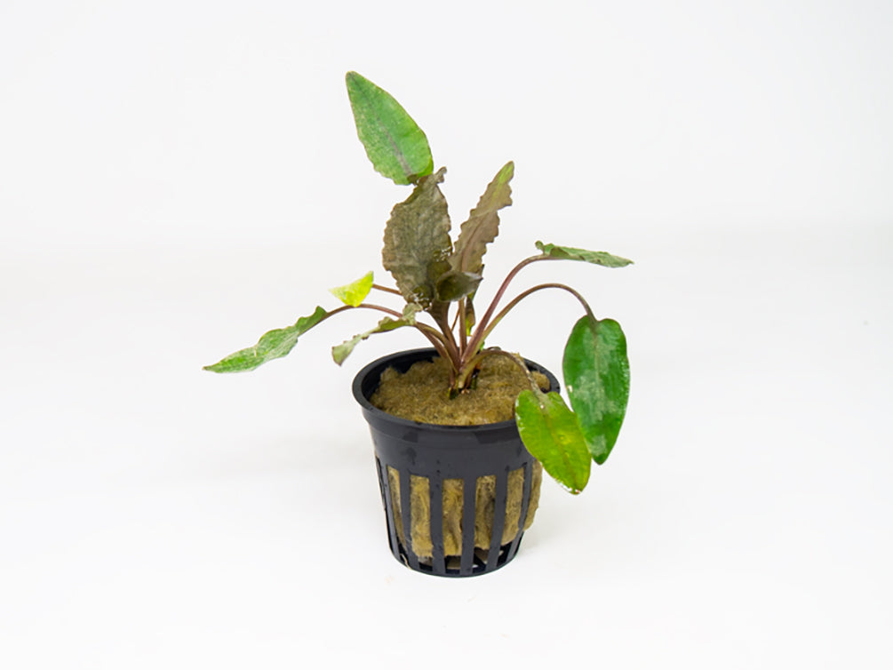 Aquatic Arts Plants BOGO Deals and Value Buys