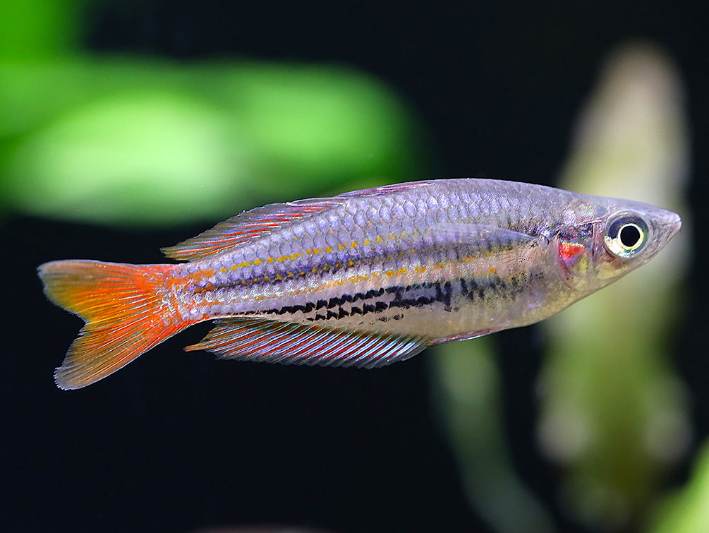 Western Rainbowfish (Melanotaenia australis) – Tank Bred - School of 3