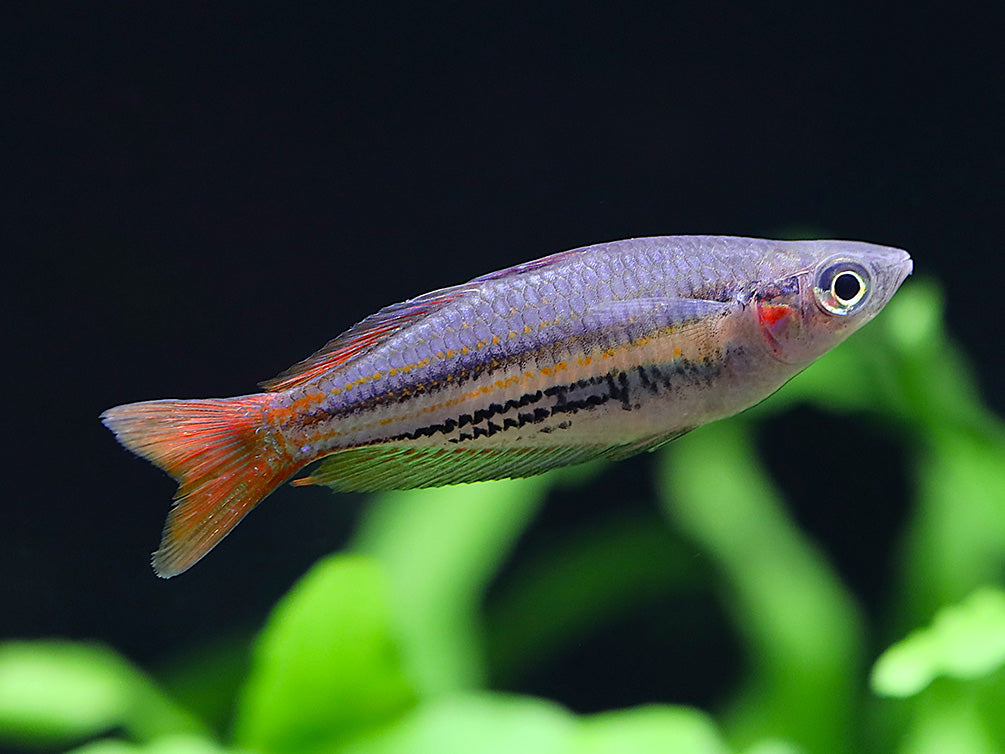 Western Rainbowfish (Melanotaenia australis) – Tank Bred
